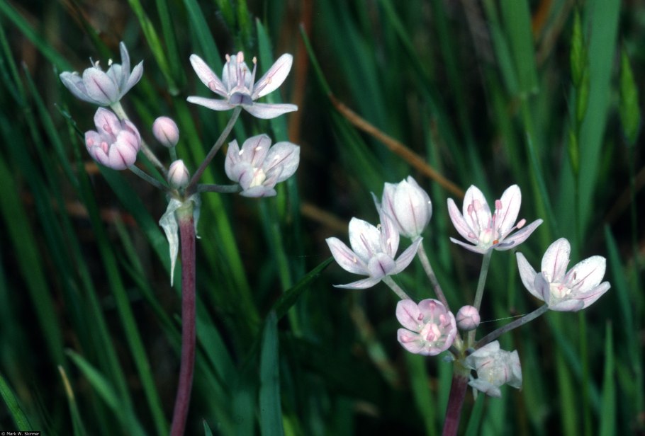 Трителейя рыхлая Квин Фабиола