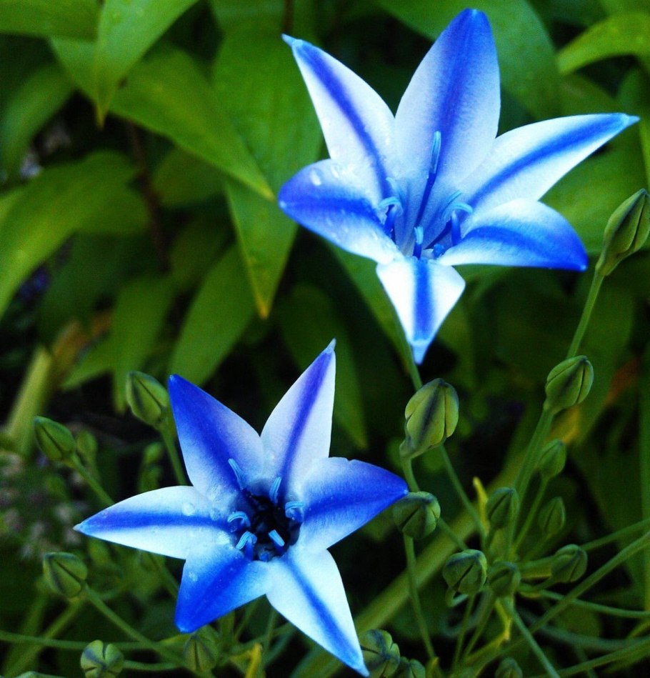 Трителейя Руди