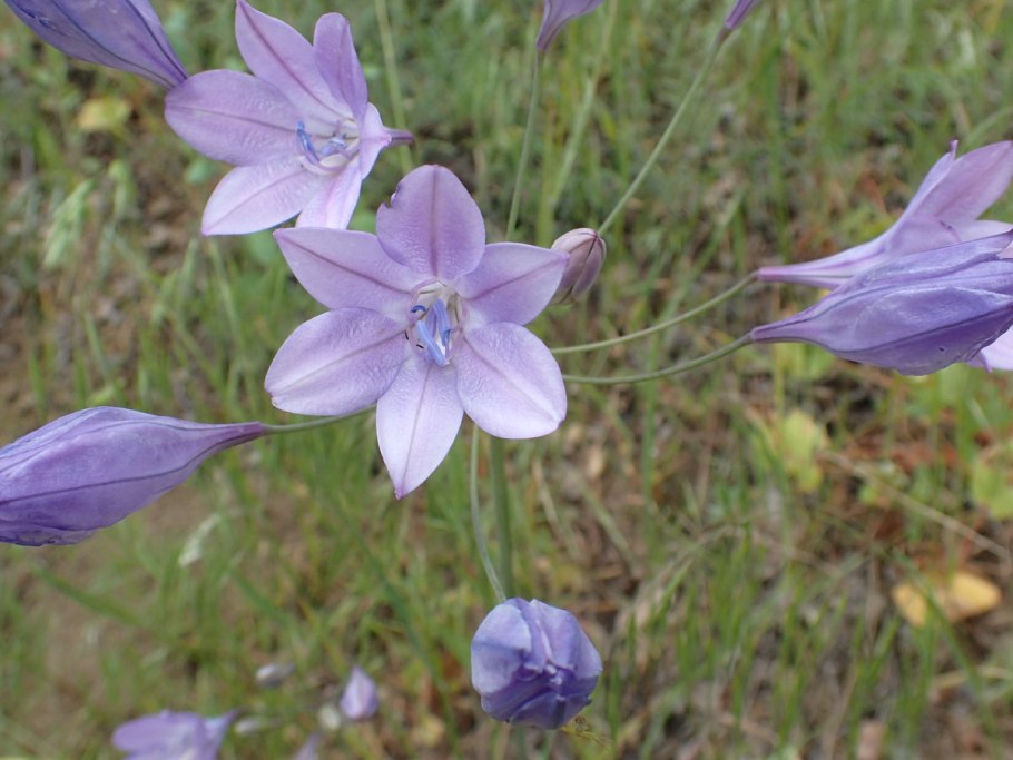 Трителия Корина