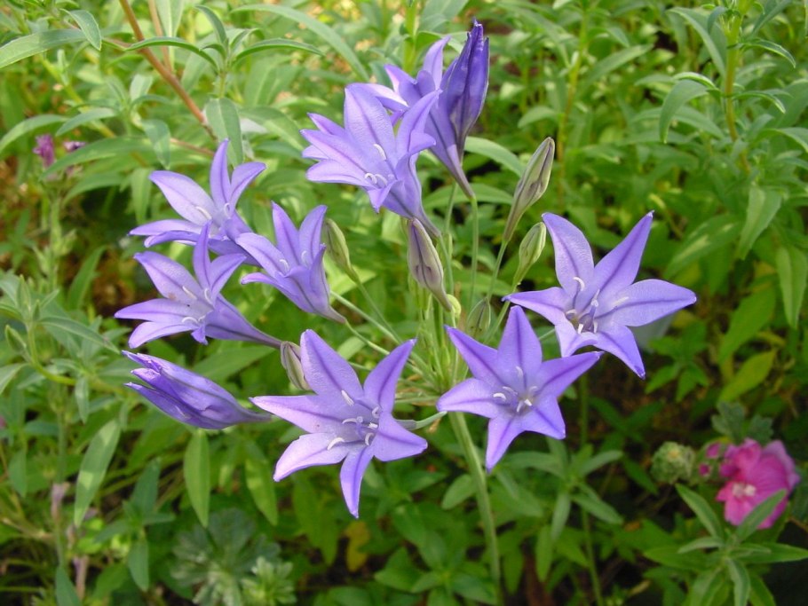 Луковичные цветы Трителия