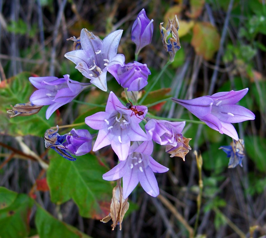 Трителейя Foxy (1шт.)