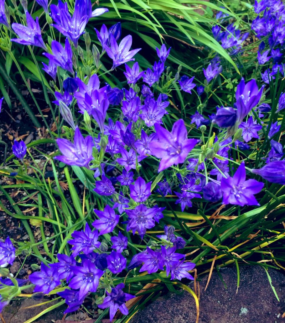 Трителейя Сильвер