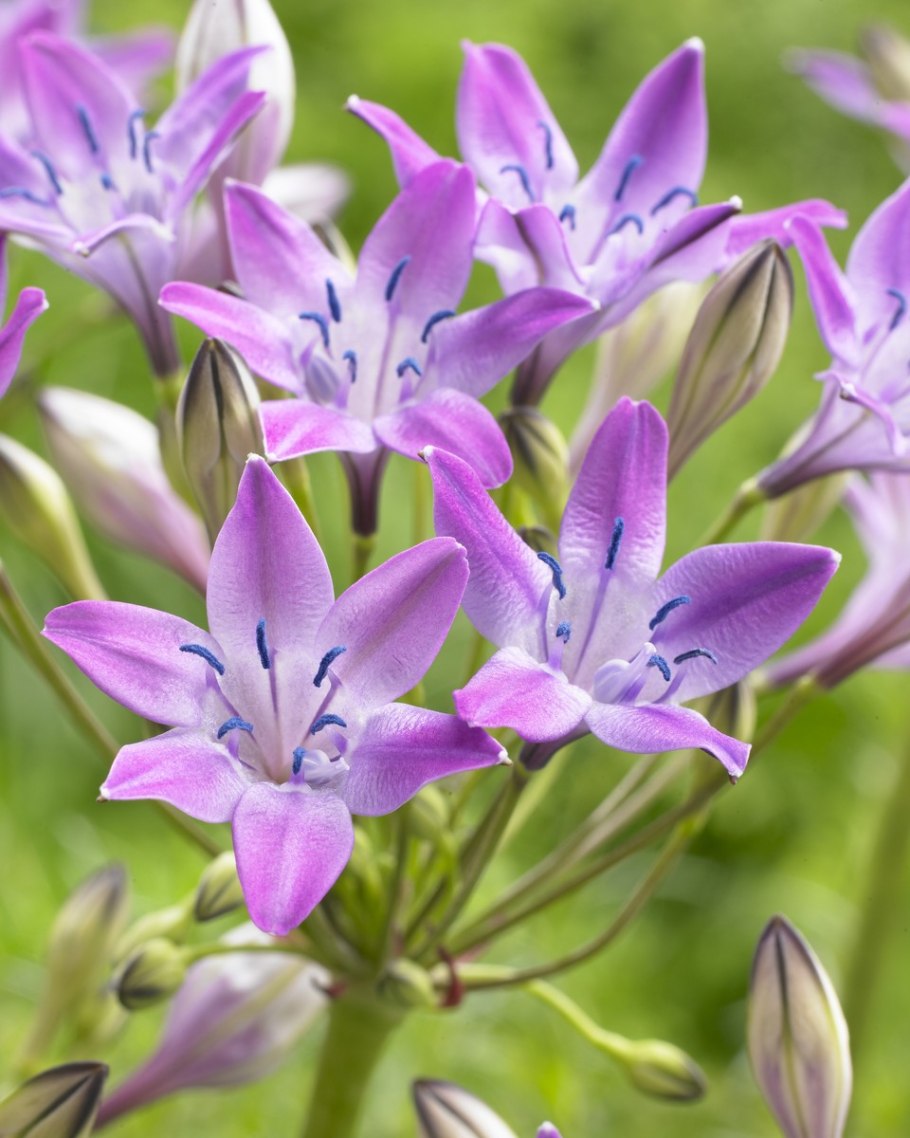 Трителейя рыхлая Квин Фабиола