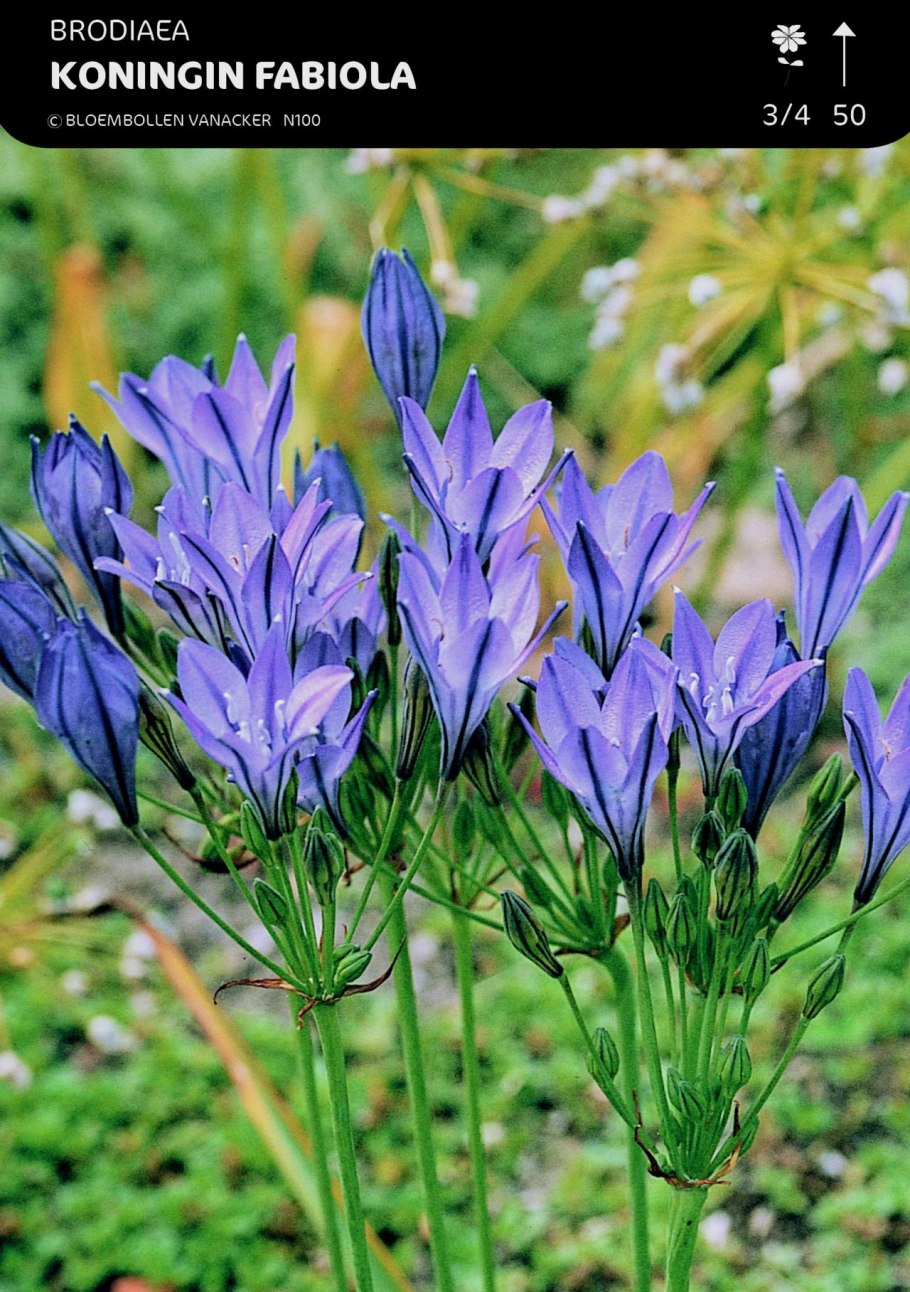 Трителейя Руди