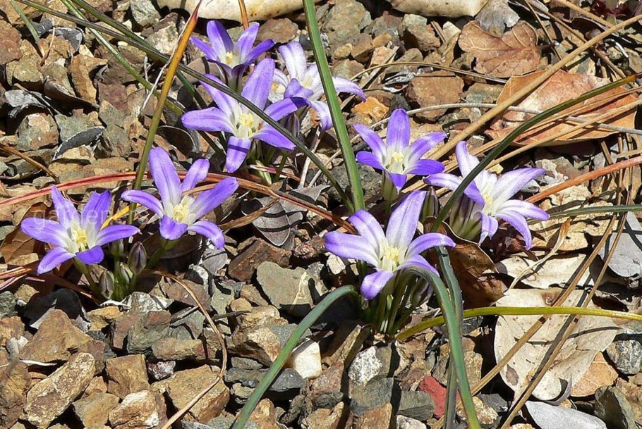 Трителейя Вавилон