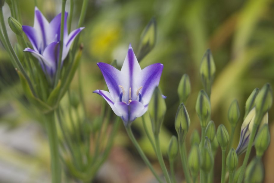 Бродиэя рыхлая