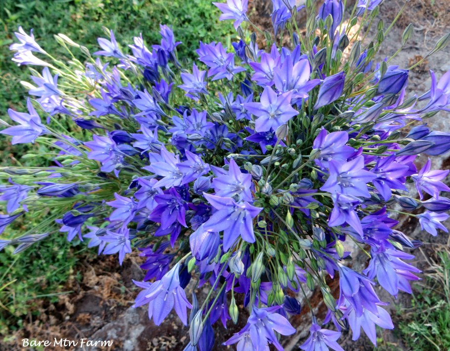 Трителейя рыхлая Квин Фабиола