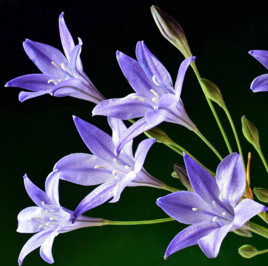 Цветы Трителейя куин Фабиола