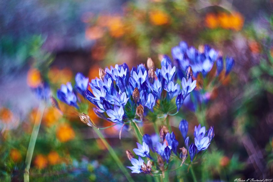 Трителейя Руди