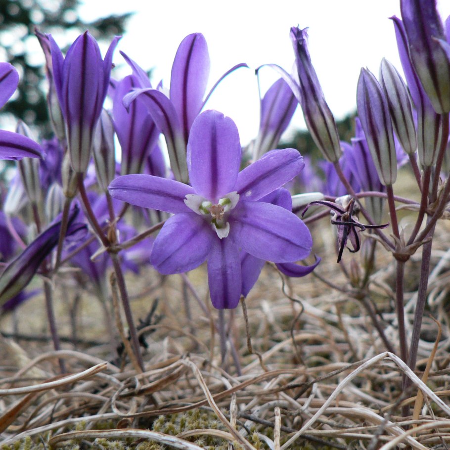 Бродиэя Конингин Фабиола