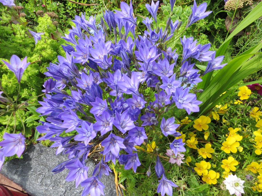 Аллиум Юнифолиум