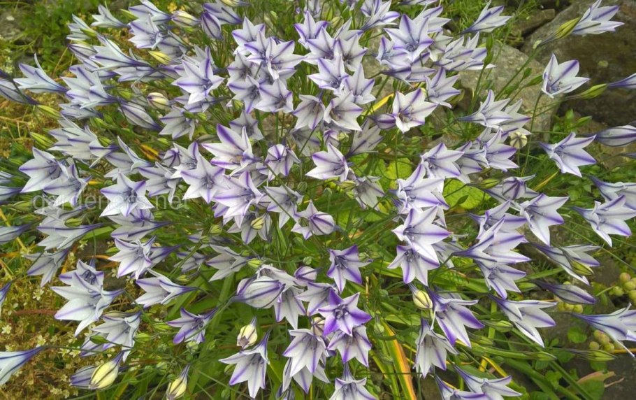 Трителейя Руди