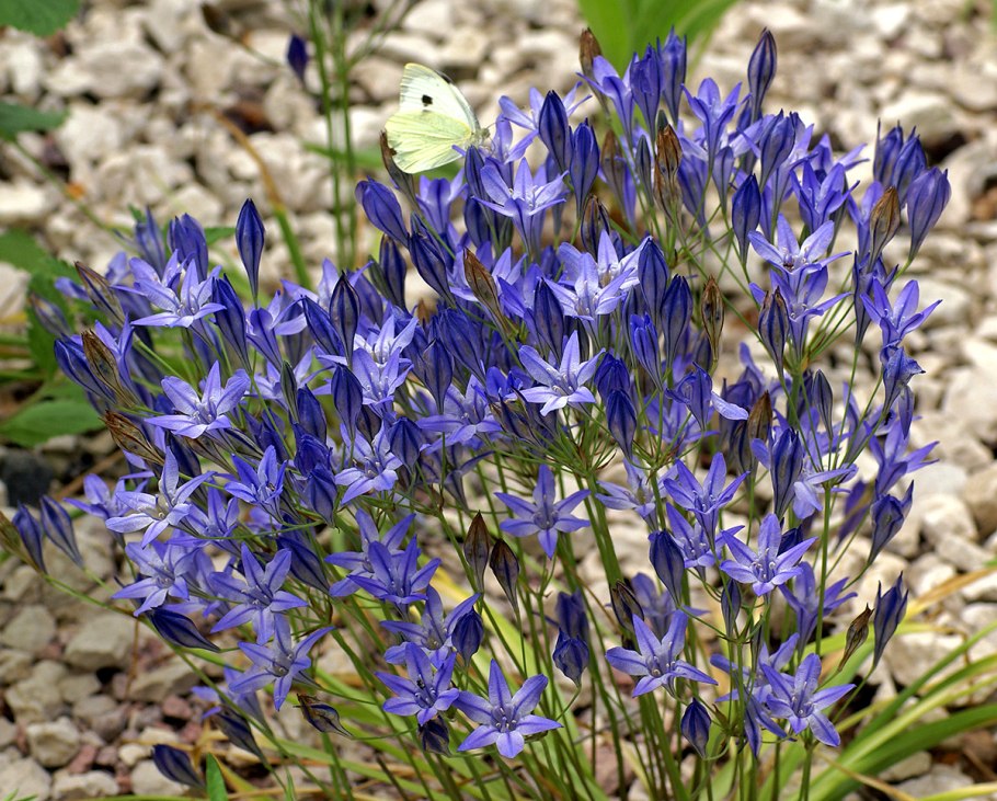 Трителейя куин Фабиола