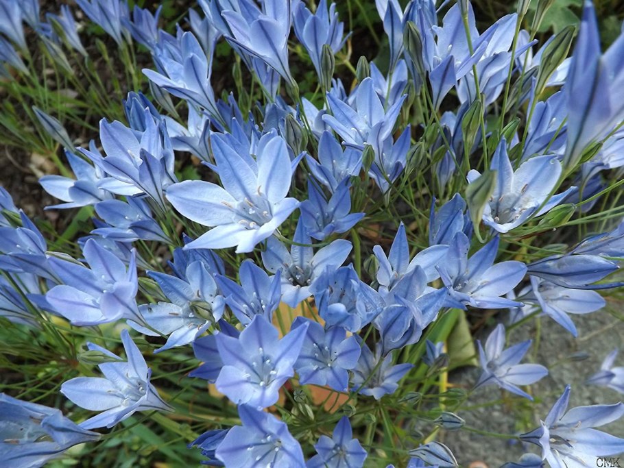 Трителейя Квин