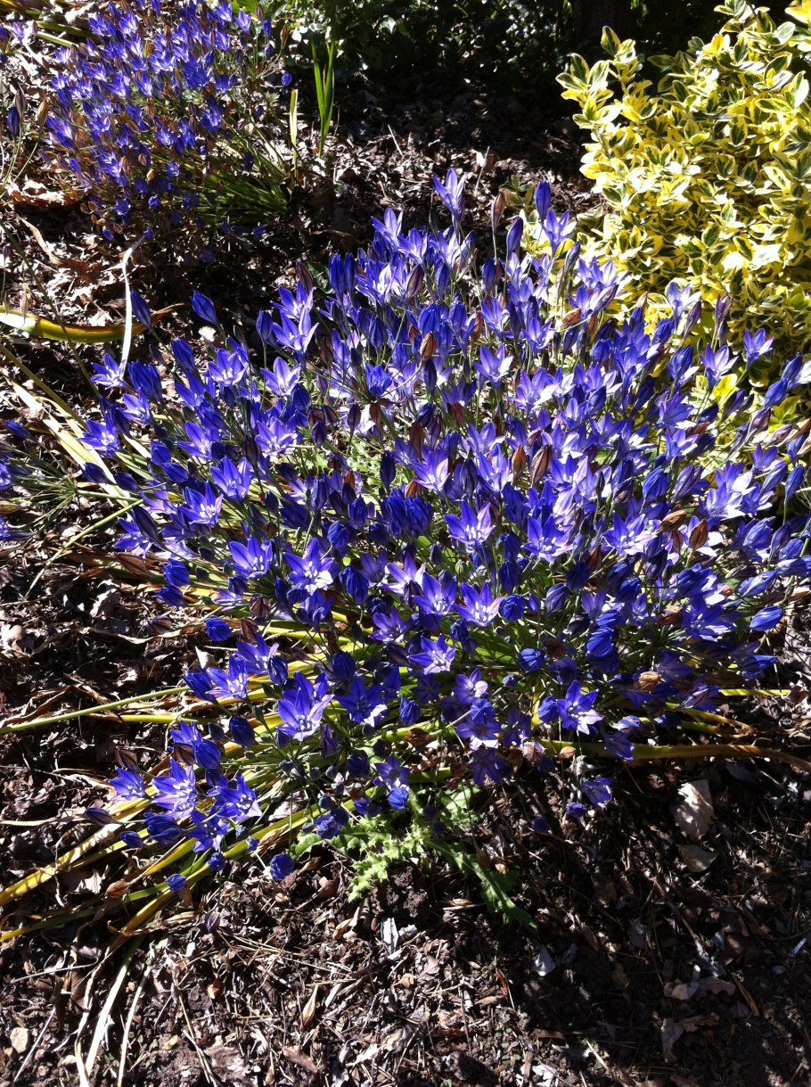 Трителейя Queen Fabiola