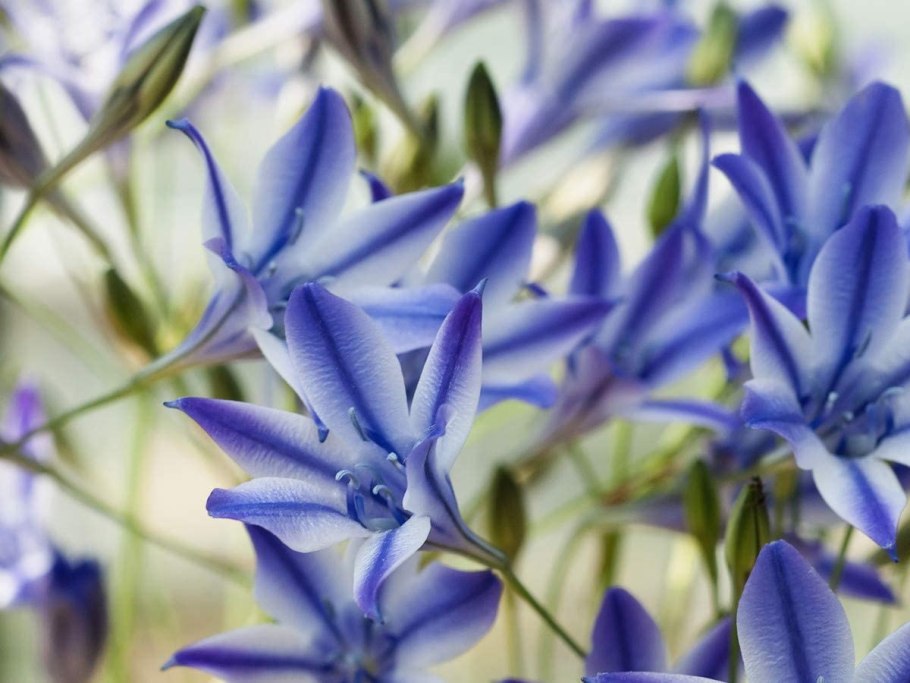 Трителейя рыхлая Квин Фабиола