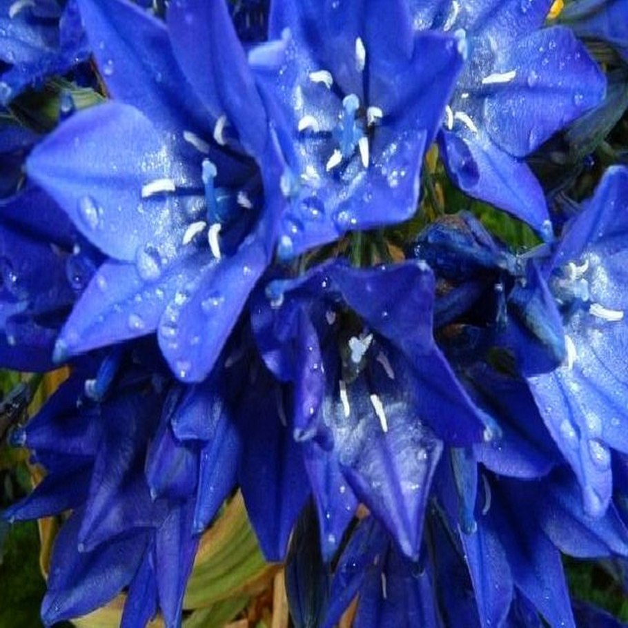 Бродиэя кон Фабиола