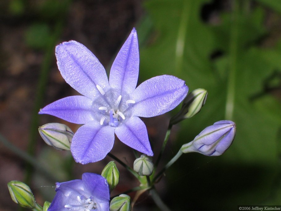 Трителейя рыхлая Квин Фабиола