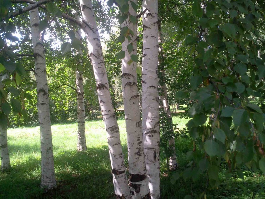 Берёза вишнёвая (Betula lenta)