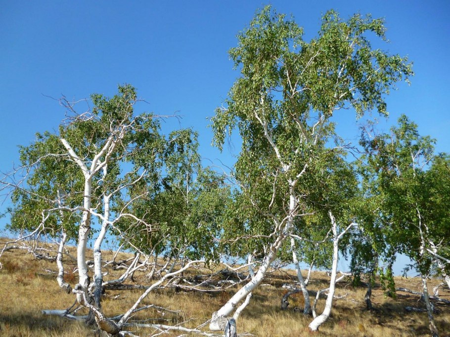 Черемуха виргинская, Маака