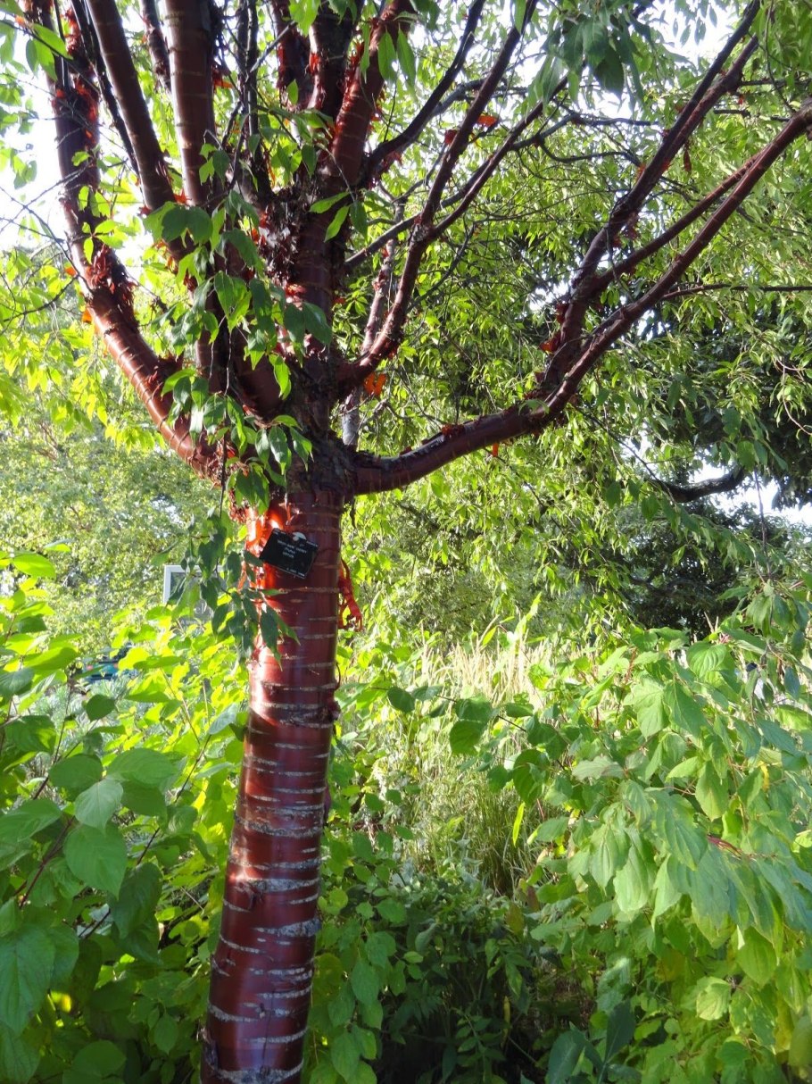 Черемуха Маака кора