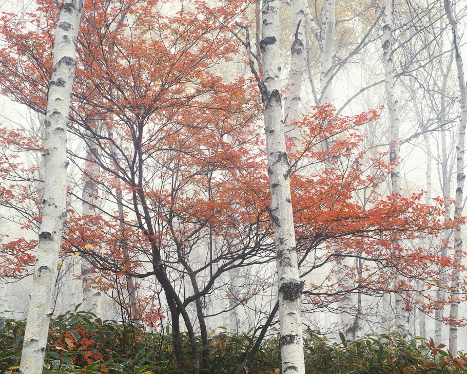 Береза альбосинензис