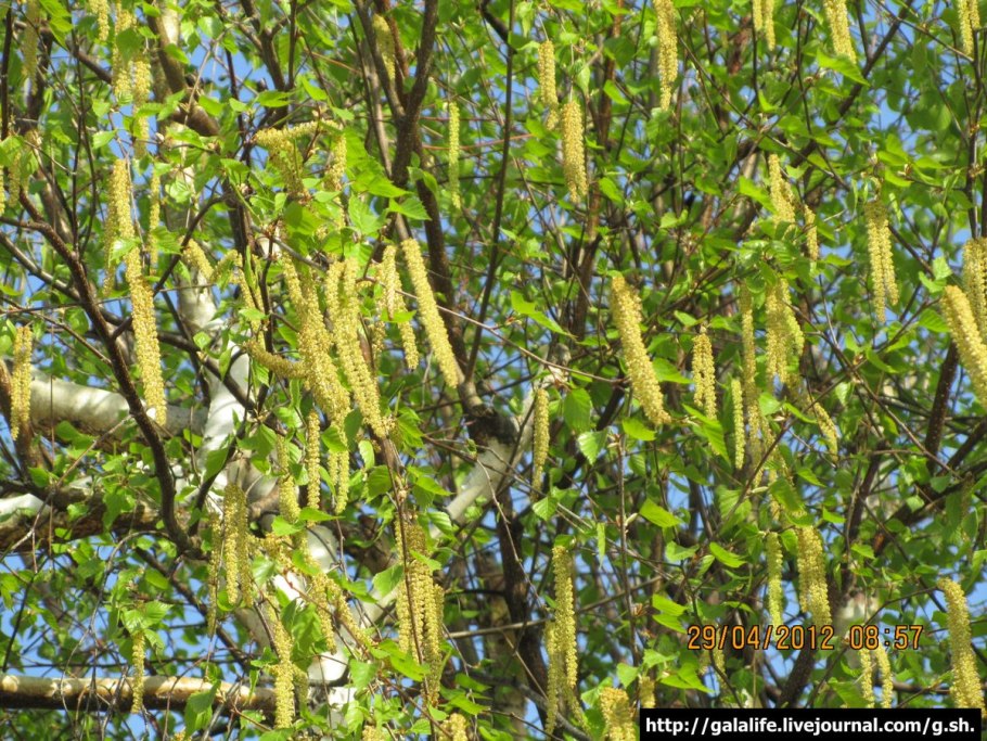 Вишня пильчатая Prunus serrula