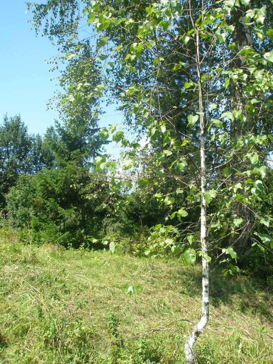 Ольха черная береза