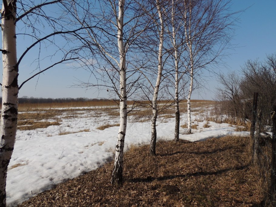 Заказник карельской березы «Анисимовщина»