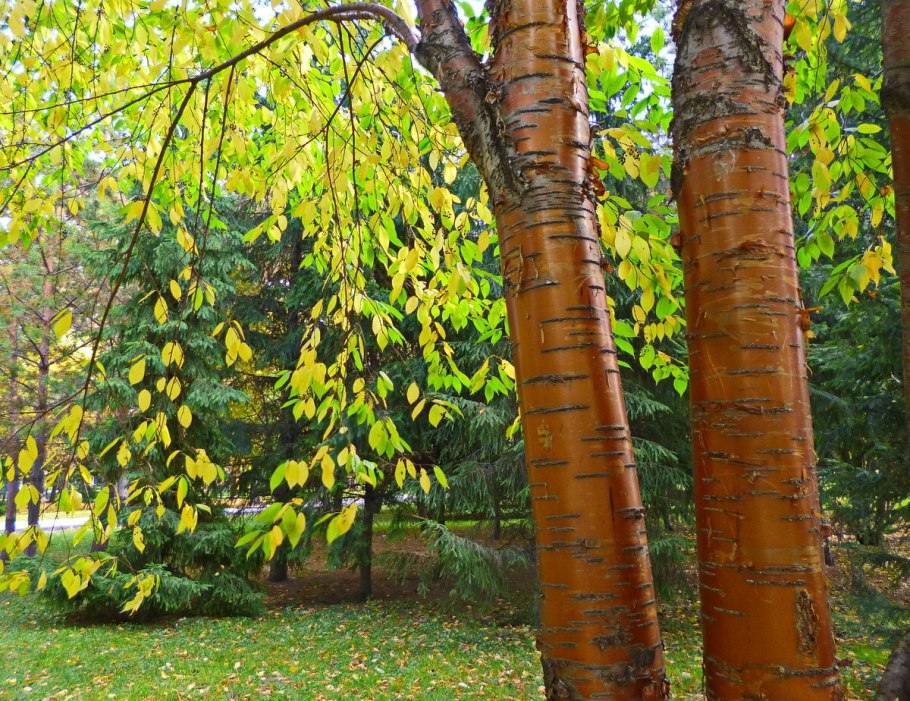 Черемуха Маака Amber Beauty