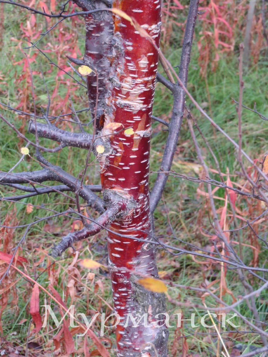 Betula verrucosa