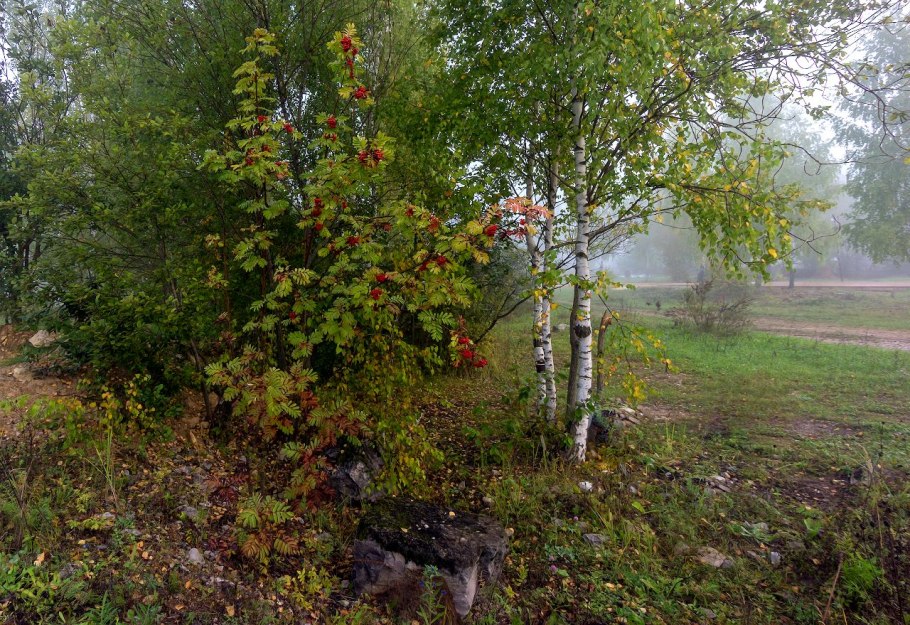 Березка иогула вишня