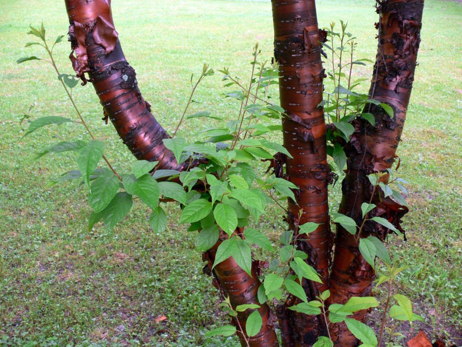 Береза Вишневая, или сахарная (Betula lenta)
