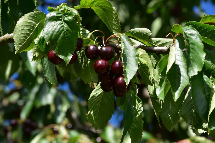 Берёза вишнёвая (Betula lenta)