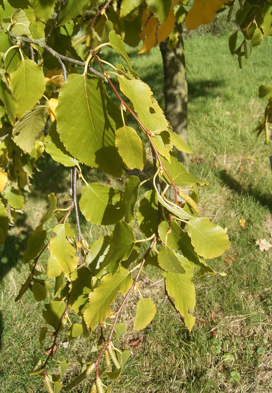 Betula pubescens Ботаническая иллюстрация