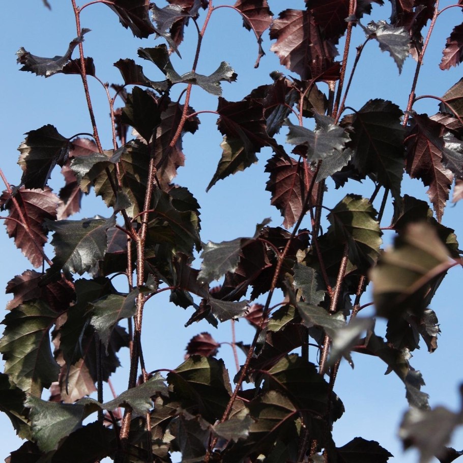 Береза повислая черная