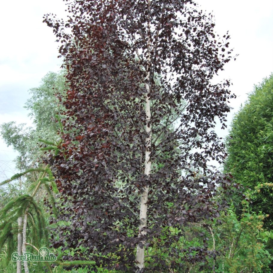 Берёза вишнёвая (Betula lenta)