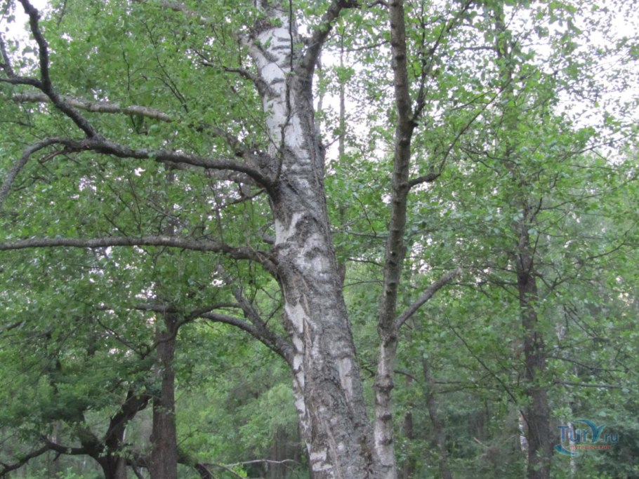 Береза сахарная