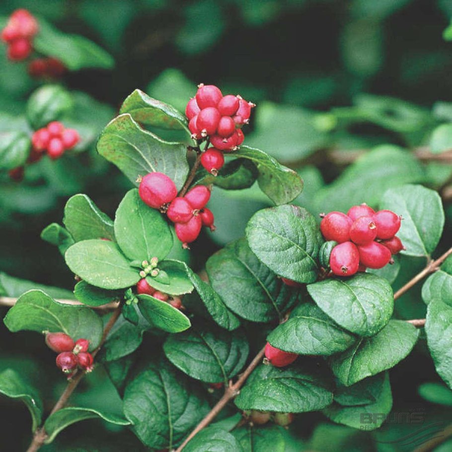 Снежноягодник Шено