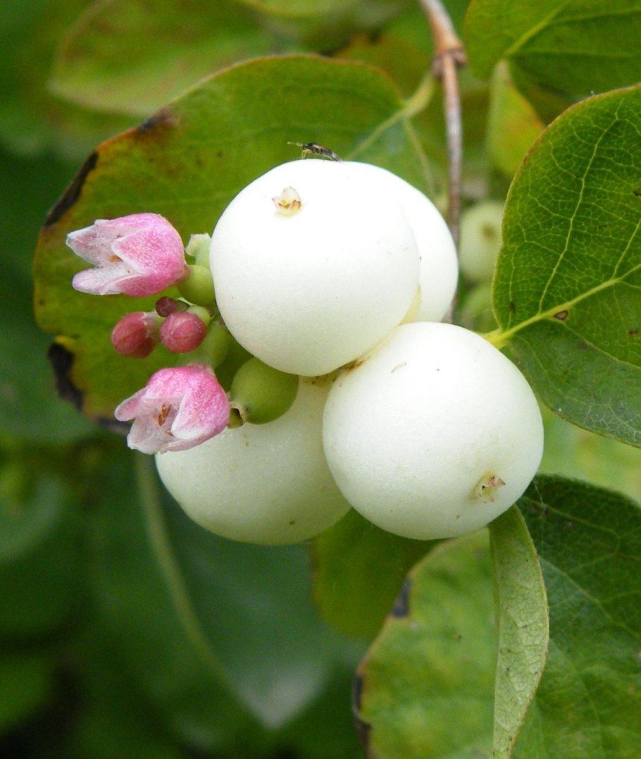 Снежноягодник orbiculatus