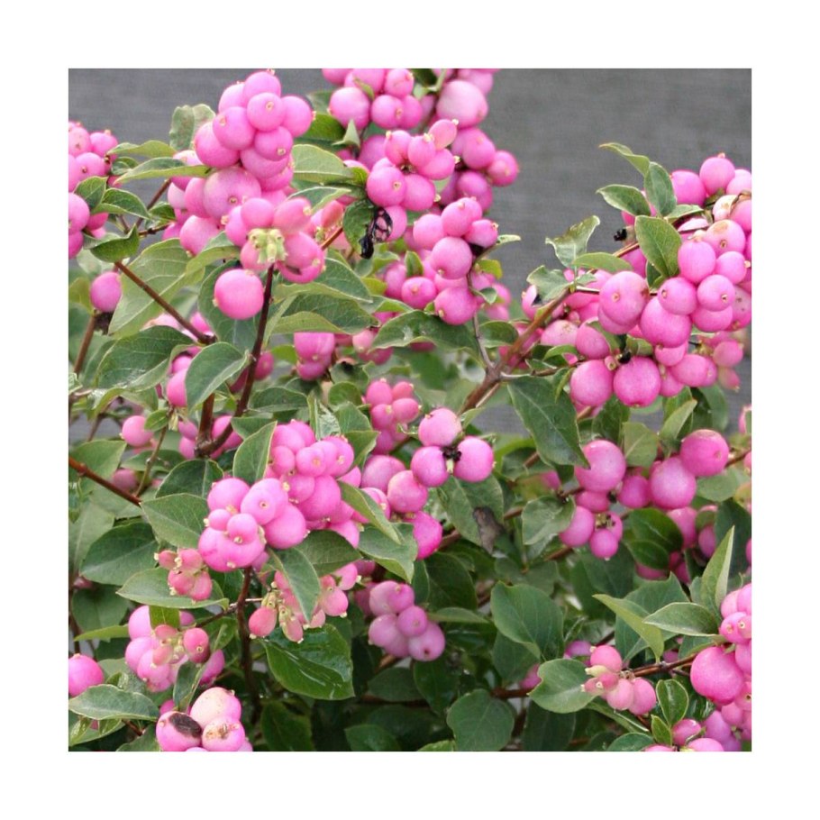 Снежноягодник Мэджик Берри