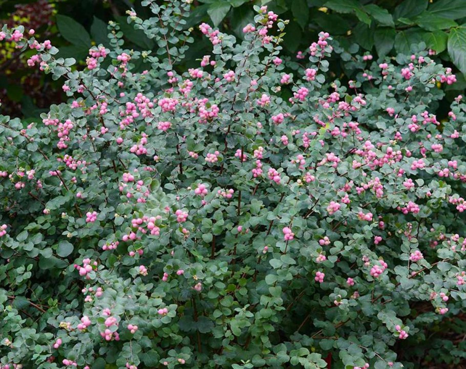 Снежноягодник жемчужный