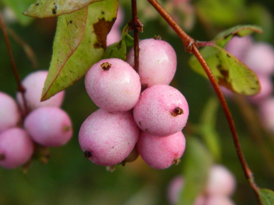 Снежноягодник горолюбивый