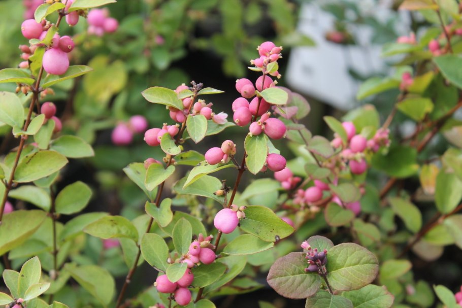 Снежноягодник белый