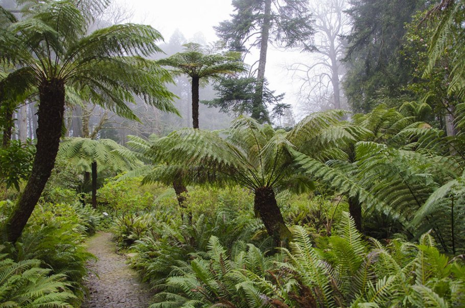 Мезозойская Эра Юрский период растения