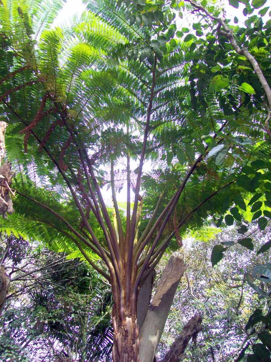 Папоротник Метаксия