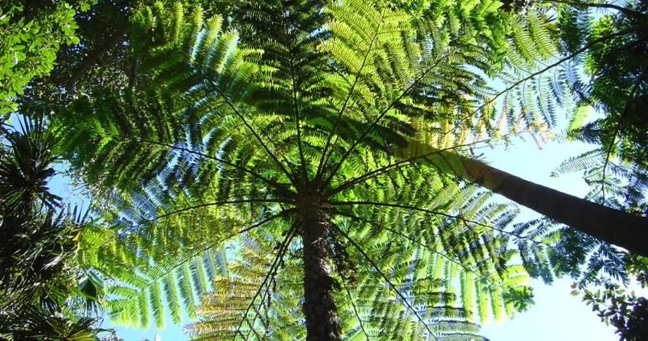 Циатея Брауна