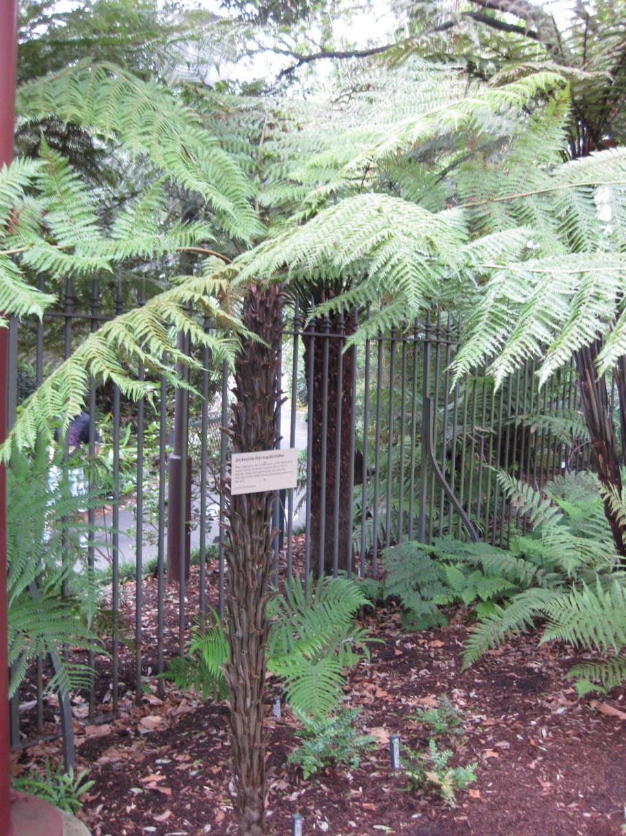 Папоротник циботиум