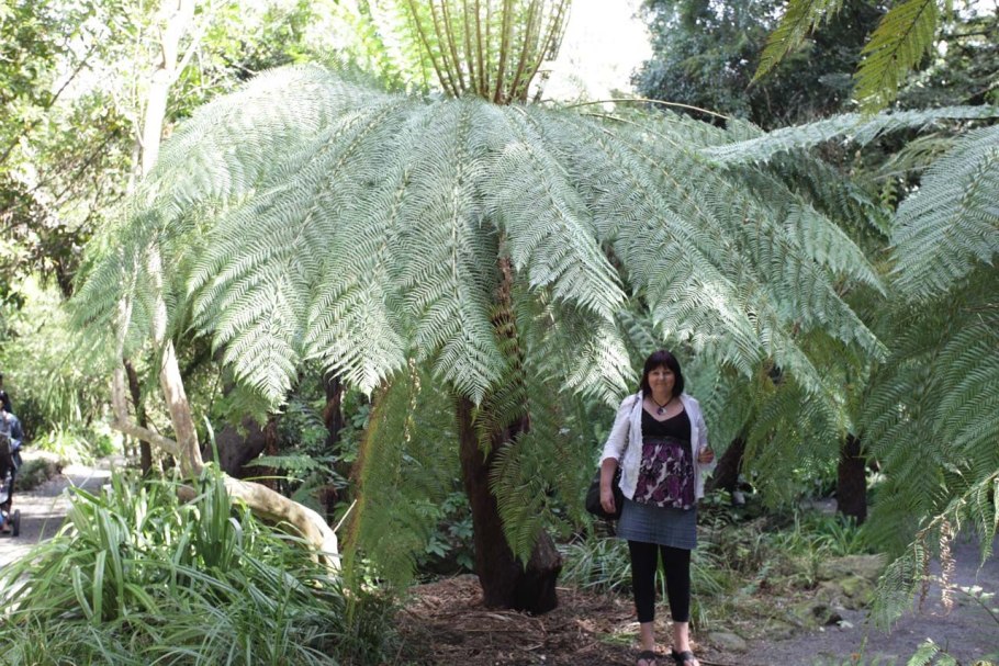 Dicksonia arborescens