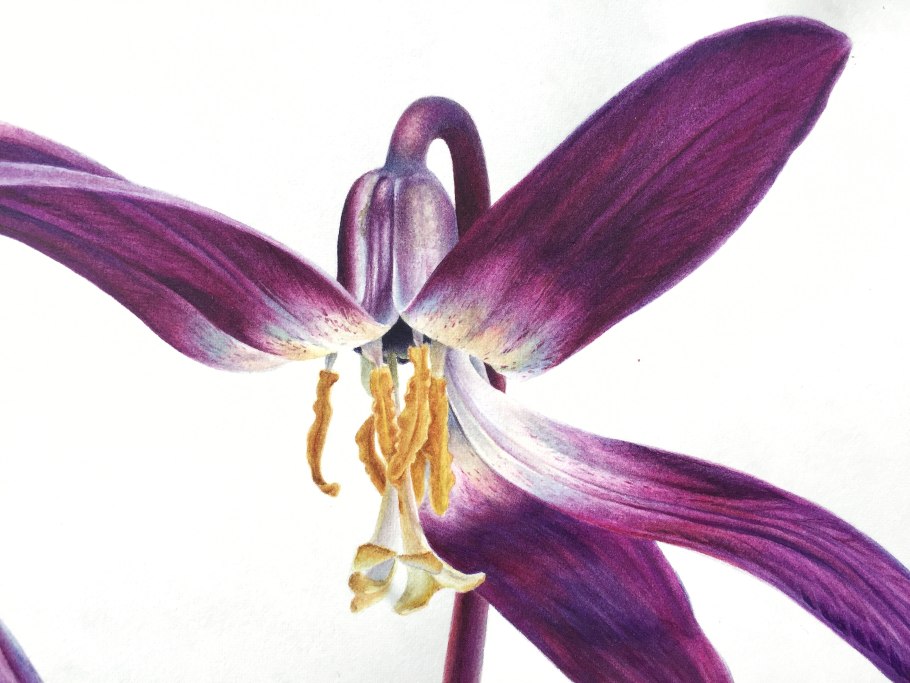 Кандык эритрониум Сибирский